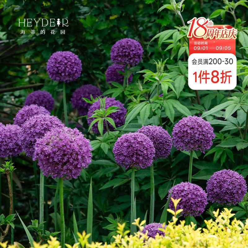 海蒂的花园花葱种球进口多年生宿根庭院花境花材植物球根花卉裸球