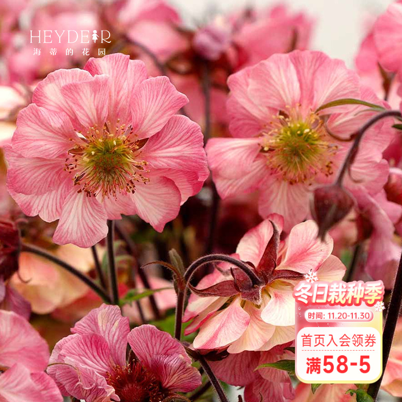 海蒂的花园水杨梅多年生宿根植物阳台庭院好养野趣花卉盆栽苗花苗