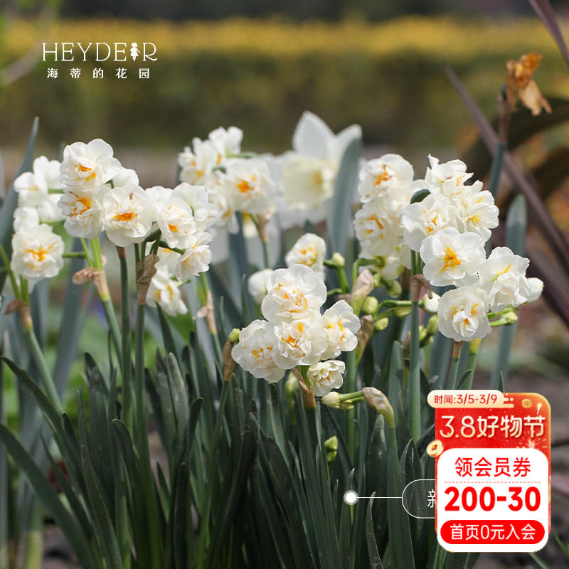 海蒂的花园洋水仙种球水仙水养盆栽冬季室内阳台开花