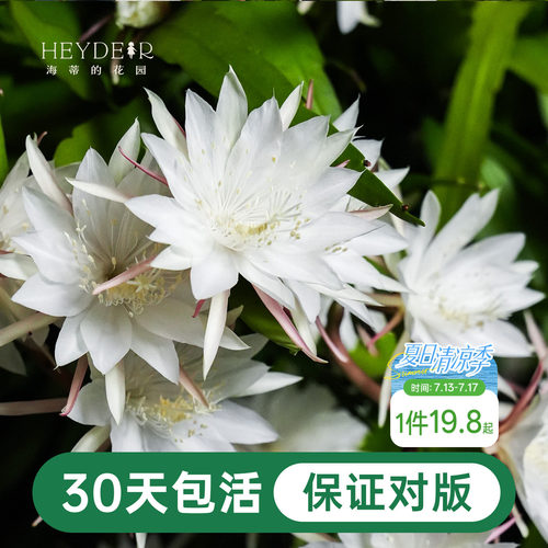 海蒂的花园昙花好养有香味花卉