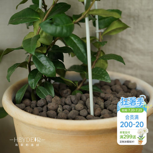 海蒂的花园 铺面陶粒花盆铺面石盆栽绿植花卉兰花垫底透气防烂根
