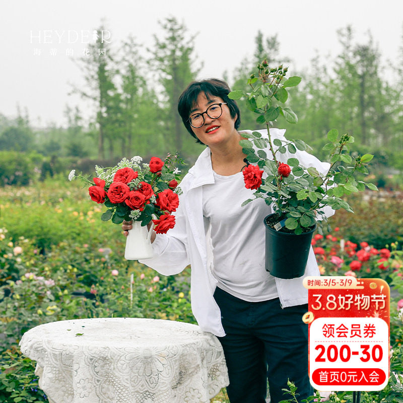 海蒂的花园红苹果灌木红色月季包子花型抗病室外阳台花卉植物