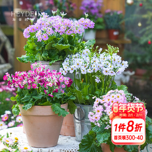 海蒂的花园 大花樱草 报春花属花境植物阳台庭院室外花卉盆栽花苗