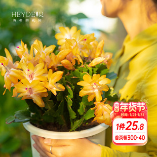 海蒂的花园蟹爪兰花卉盆栽室内阳台好养常绿带花苞多年生植物