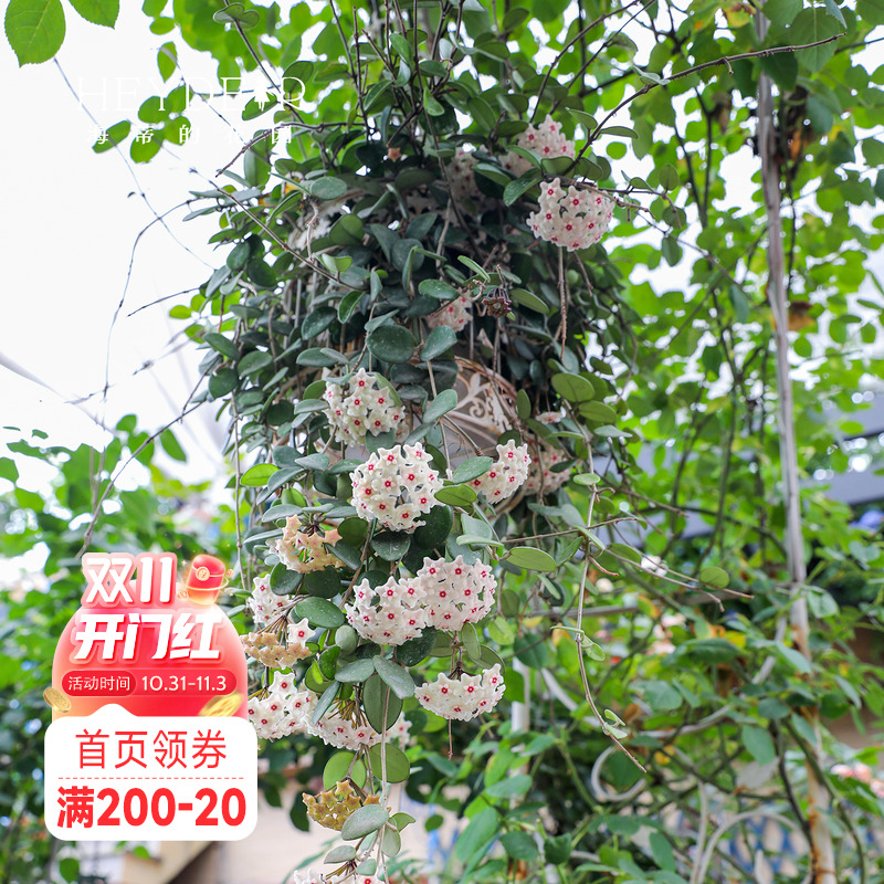 海蒂的花园球兰好养耐阴办公室桌面盆栽可垂吊花卉植物室内花绿植