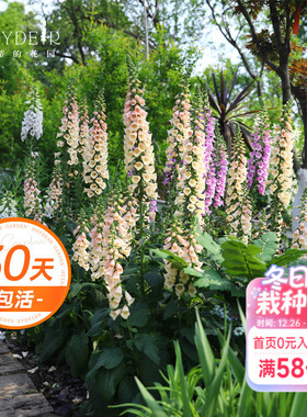 海蒂的花园毛地黄盆栽花苗花园花境搭配耐寒植物地栽宿根花卉草花