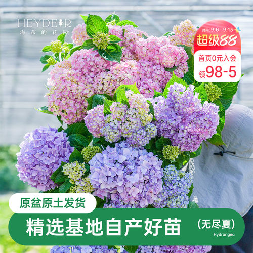 海蒂的花园无尽夏绣球花苗新老枝盆栽阳台庭院地栽好养花卉