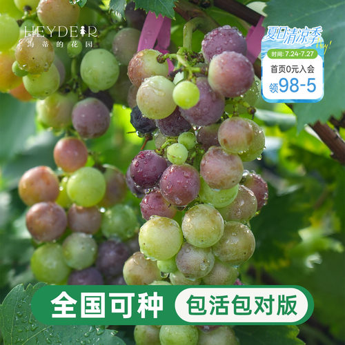 葡萄树苗盆栽寒香蜜庭院地栽耐寒阳光玫瑰巨峰圆叶种植爬藤大果苗