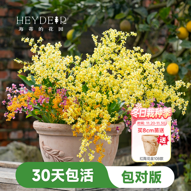 海蒂的花园文心兰盆栽