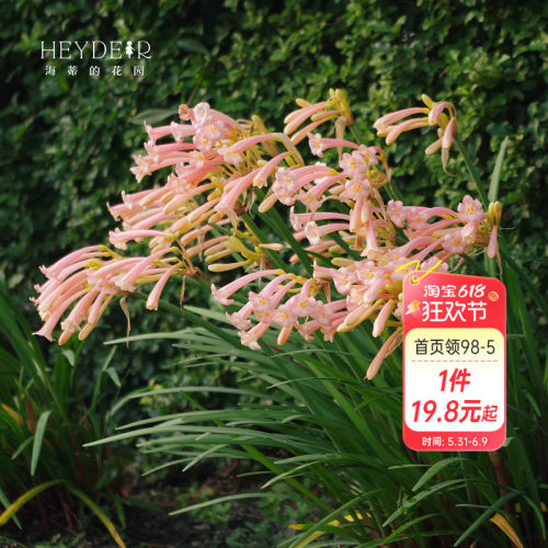 海蒂的花园种球可爱秋冬垂筒花