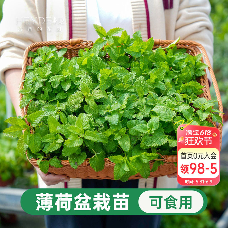 海蒂的花园薄荷盆栽可食用香草留兰香多年生室内阳台庭院四季好养