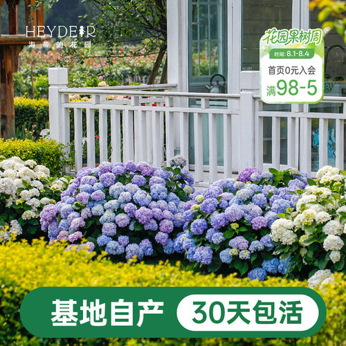 海蒂基地自产高品质绣球无尽夏