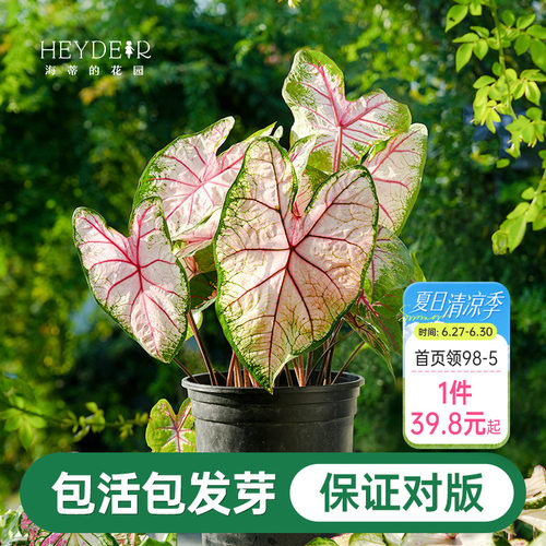 海蒂的花园彩叶芋种球粉色飞溅白色恋人桌面盆栽观叶植物室内绿植