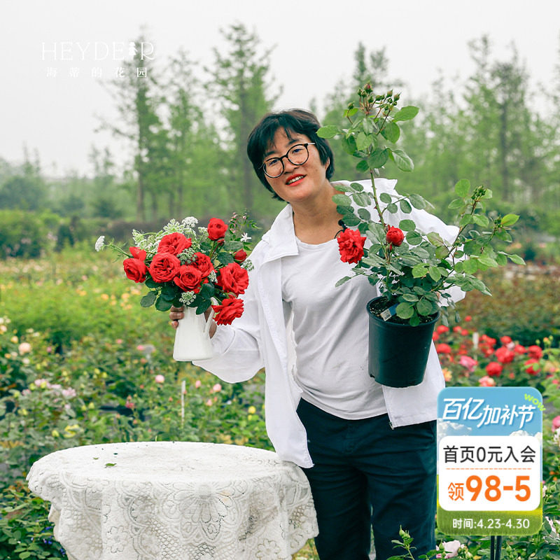 海蒂的花园红苹果灌木红色月季包子花型抗病室外阳台花卉植物