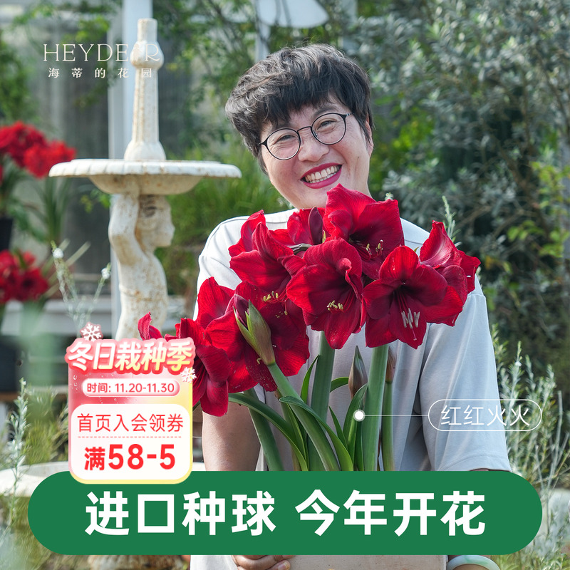 【小红书10万人种草】进口朱顶红