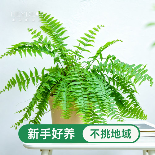 海蒂的花园霸王蕨盆栽