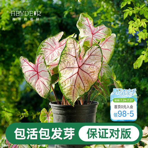 海蒂的花园彩叶芋种球粉色飞溅白色恋人桌面盆栽观叶植物室内绿植