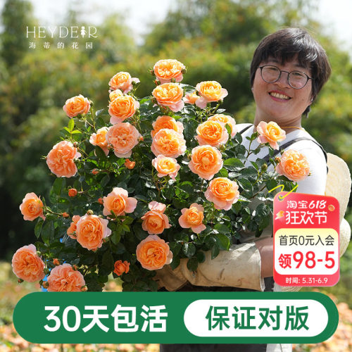 海蒂的花园月季花苗粉色龙沙宝石蓝色阴雨爬藤室外地栽盆栽