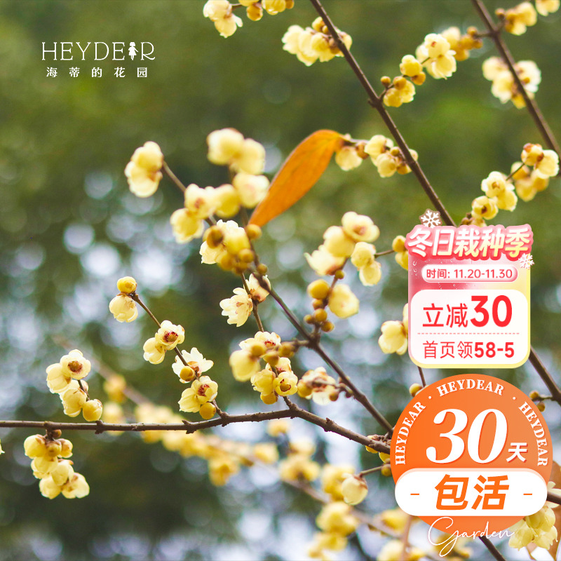 海蒂的花园 腊梅树苗盆栽冬季耐寒花卉植物盆栽庭院好养开花植物