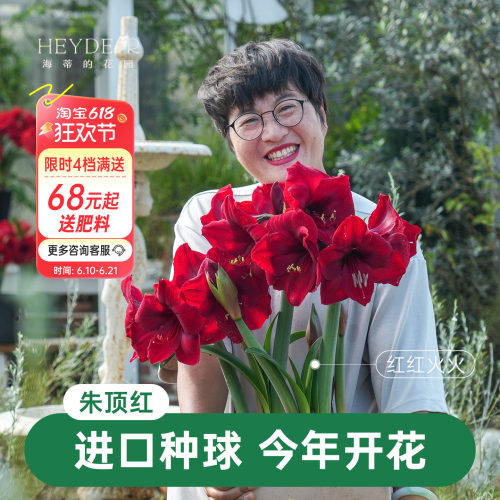 【小红书10万人种草】进口朱顶红