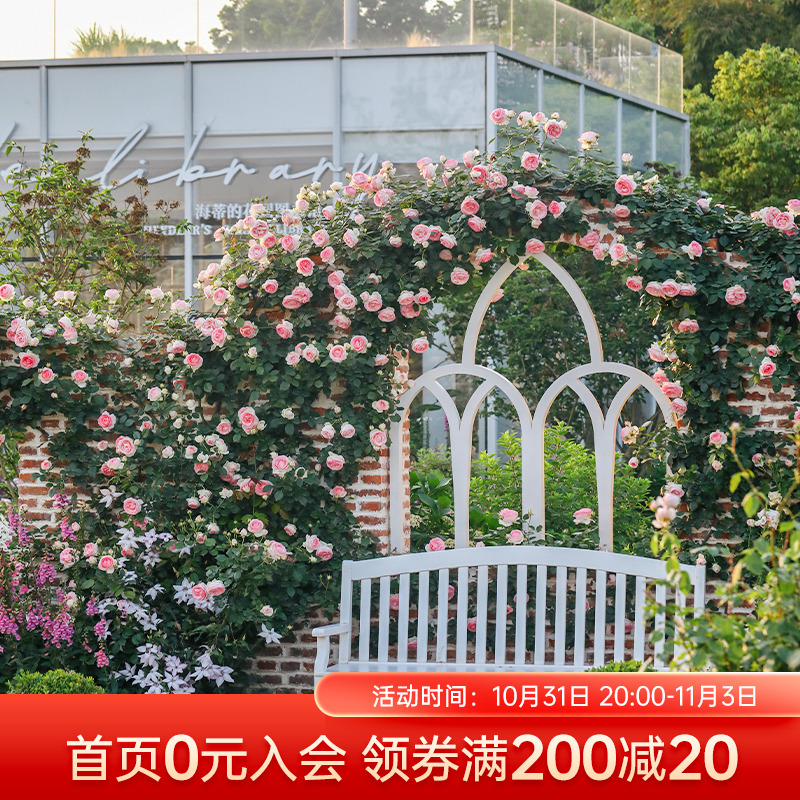 海蒂的花园月季花苗龙沙宝石蓝色阴雨灌木可爬藤阳台植物花卉盆栽