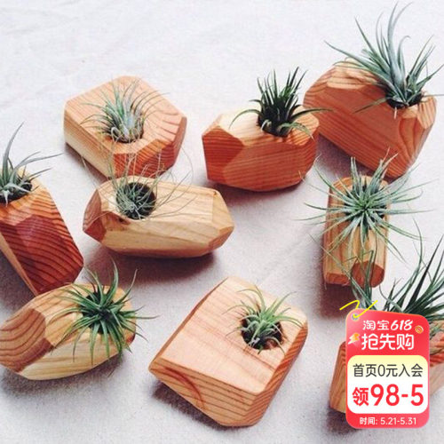 海蒂的花园空气凤梨植物客厅