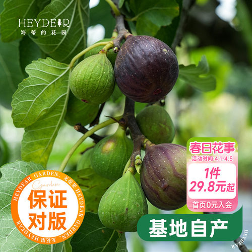 海蒂的花园水果树苗无花果