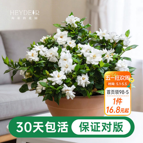 海蒂的花园栀子花盆栽树苗开花浓香花卉植物庭院阳台常绿植物
