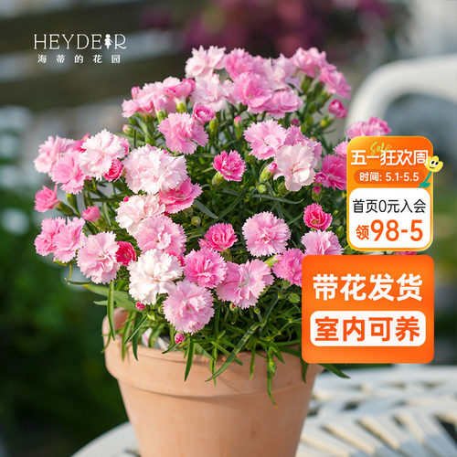 海蒂的花园紧凑开成送女生石竹