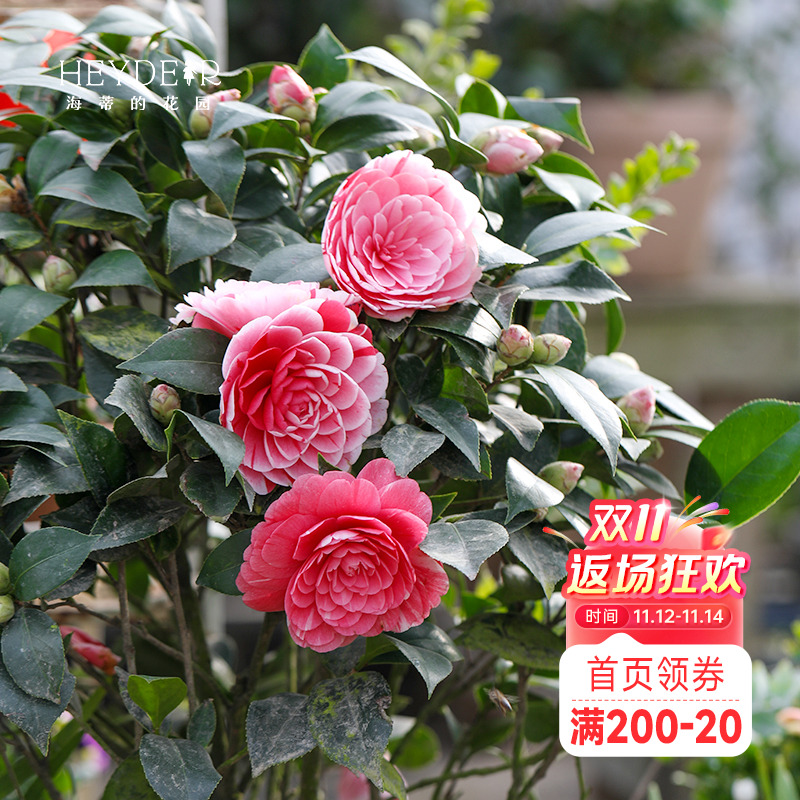 海蒂的花园茶花盆栽十八学士山茶花树苗香妃秋冬花卉【带花苞】