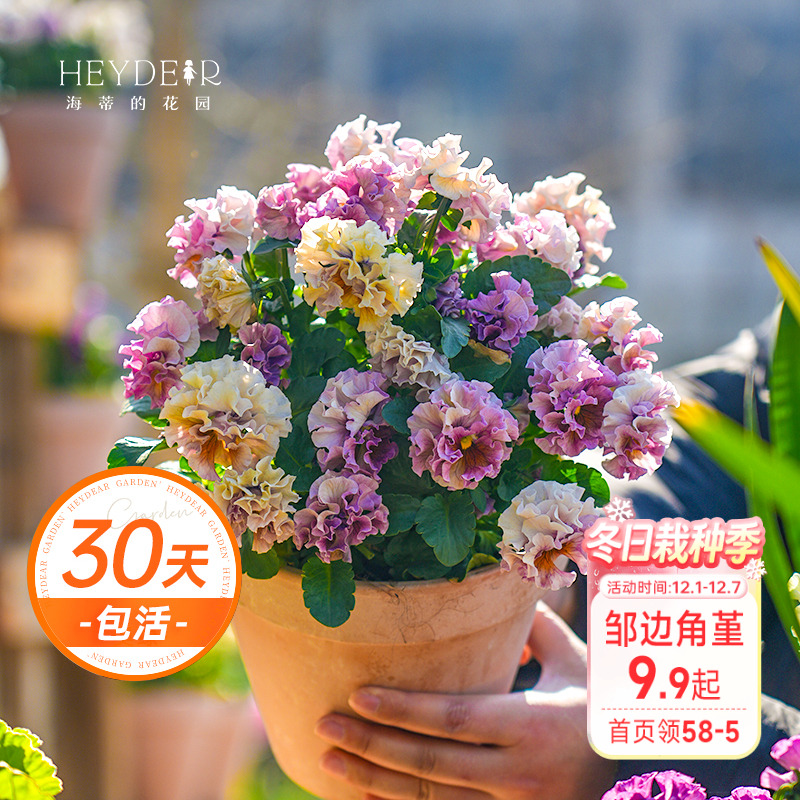 角堇冬春阳台盆栽花卉