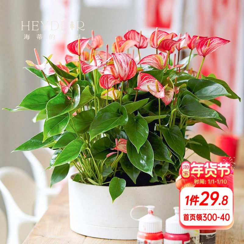 海蒂的花园红掌盆栽带花阳台客厅办公室绿植花卉植物室内室外观花