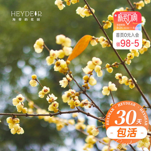 海蒂的花园腊梅花苗易活好养