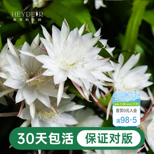 海蒂的花园昙花好养有香味花卉