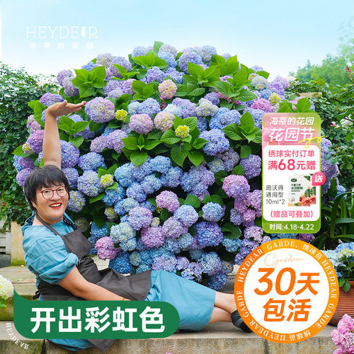 海蒂的花园绣球花苗无尽夏大海蓝万华镜阳台四季种植物树苗盆栽