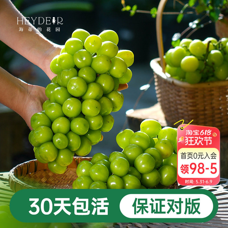 海蒂的花园葡萄树苗阳光玫瑰盆栽南北方种植爬藤地栽果树海妈家