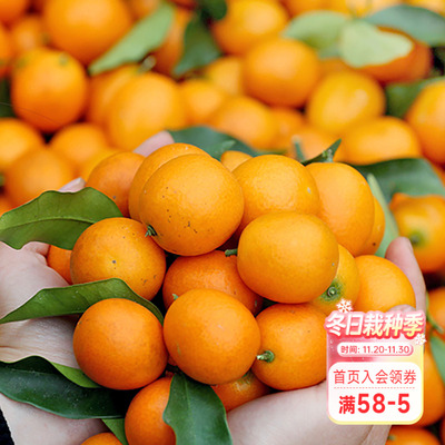 海蒂的花园脆皮金桔柑橘植物水果