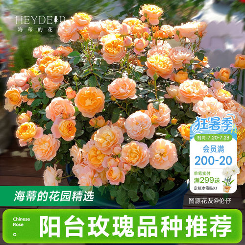 海蒂的花园月季花苗阳台玫瑰盆栽开花直立爬藤垂吊栽种花卉植物