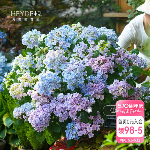 海蒂的花园绣球花苗无尽夏大海蓝万华镜阳台四季种植物树苗盆栽