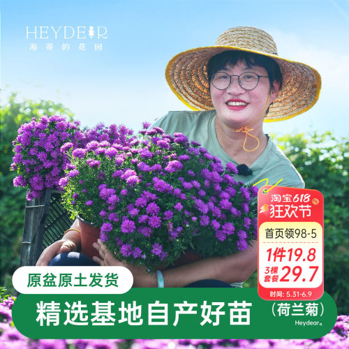 紫菀小卡罗可开花四季植物