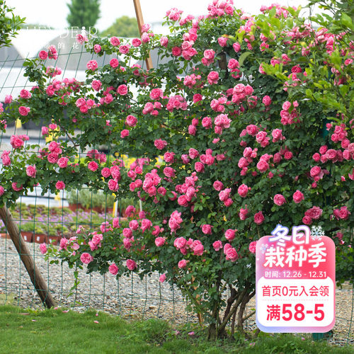 海蒂的花园粉色达芬奇爬藤月季花苗欧月勤花藤本庭院花卉植物盆栽