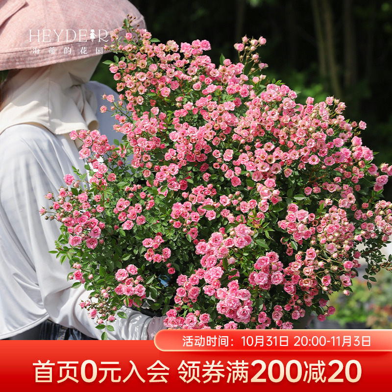 海蒂的花园月季花苗超微开花小微型迷你阳台室外露台植物花卉盆栽
