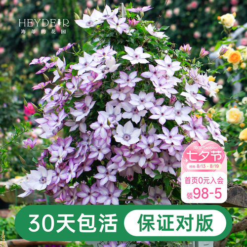 海蒂的花园铁线莲阳台爬藤乌托邦