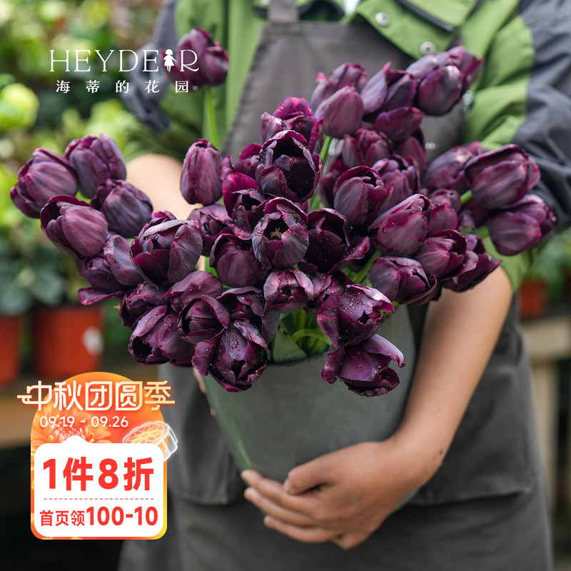 海蒂的花园郁金香种球进口自然球糖果王子阳台盆栽庭院可地栽球根