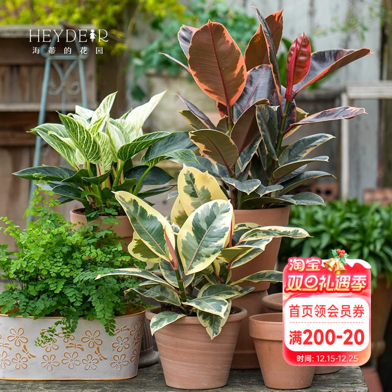 海蒂的花园橡皮树秋海棠红掌绿植盆栽室内客厅桌面办公室观叶