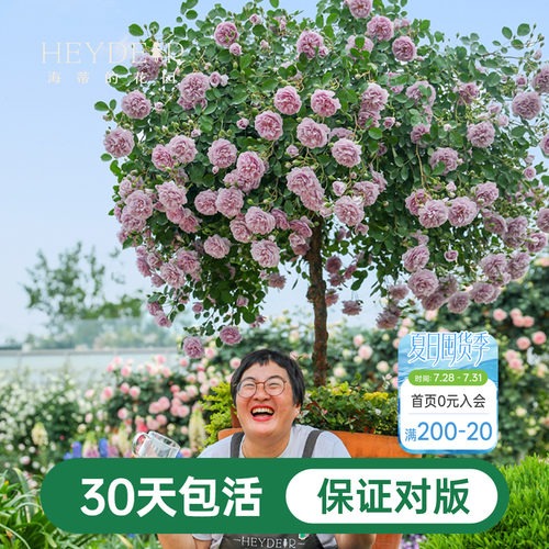 海蒂的花园蓝色阴雨爬藤月季四季阳台庭院垂吊花卉植物盆栽花苗