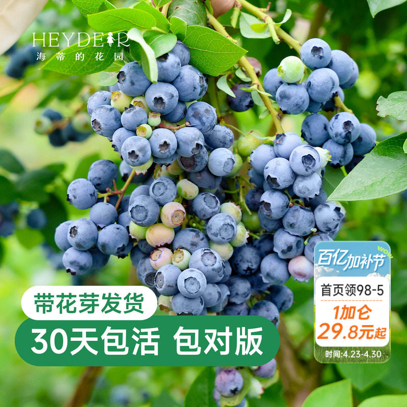 海蒂的花园蓝莓树果苗盆栽南方北方带阳台庭院地栽果蔬苗海妈家