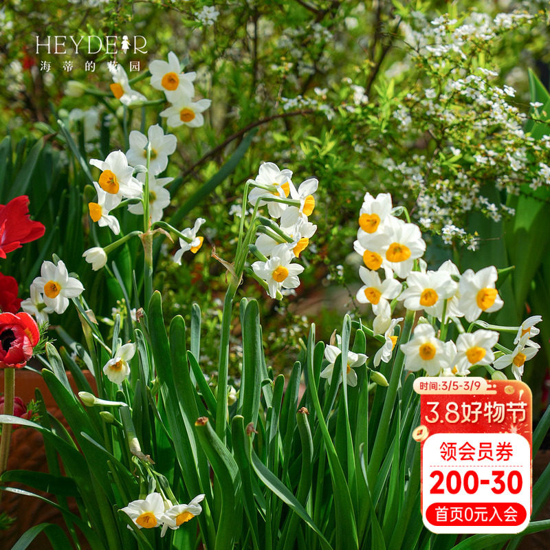 海蒂的花园漳州水仙种球花盆栽冬季年宵花卉室内阳台开花海妈推荐
