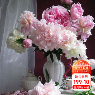 海蒂的花园芍药花苗种根大花重瓣可盆栽地栽阳台庭院花卉成都总店