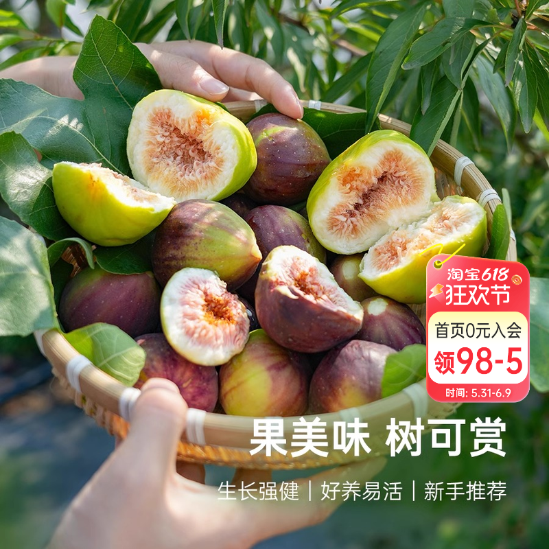 海蒂的花园无花果树果苗盆栽庭院家庭地栽水果树苗好种易养